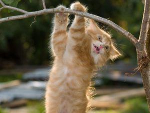 A cat hanging in there